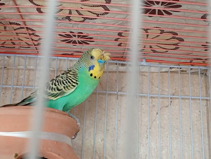 undersize split redeye pair with chicks and cage 0