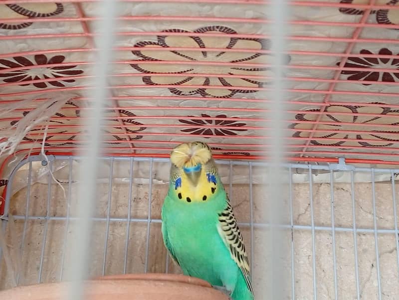 undersize split redeye pair with chicks and cage 1