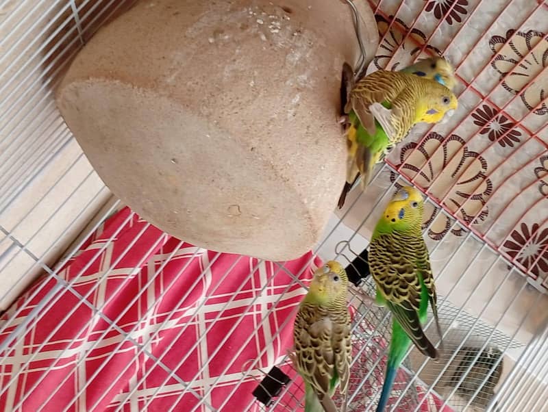 undersize split redeye pair with chicks and cage 2