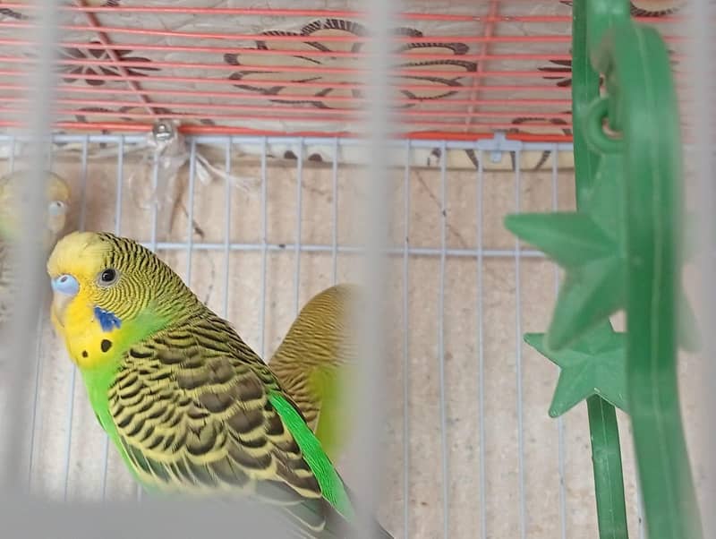 undersize split redeye pair with chicks and cage 3