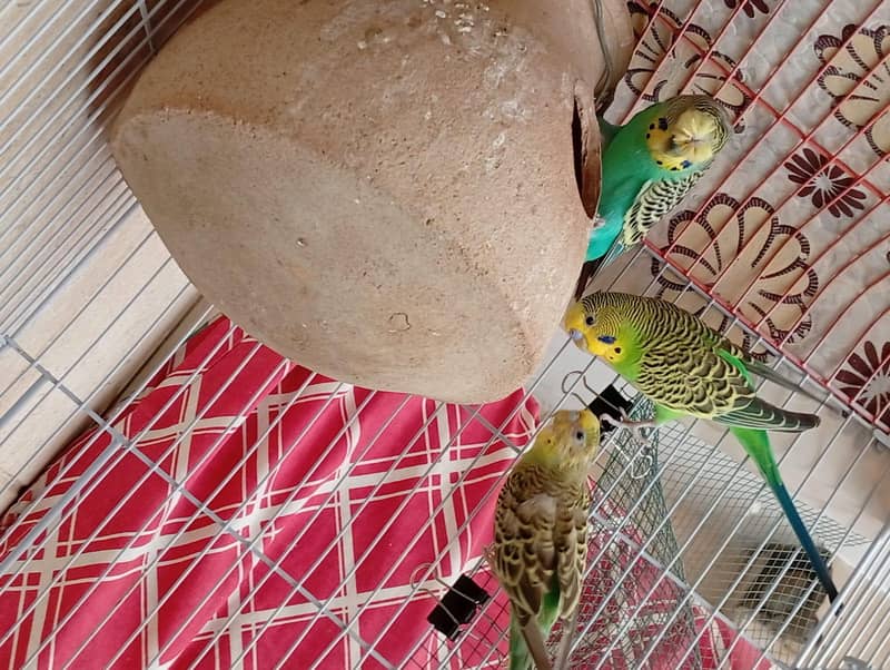 undersize split redeye pair with chicks and cage 4