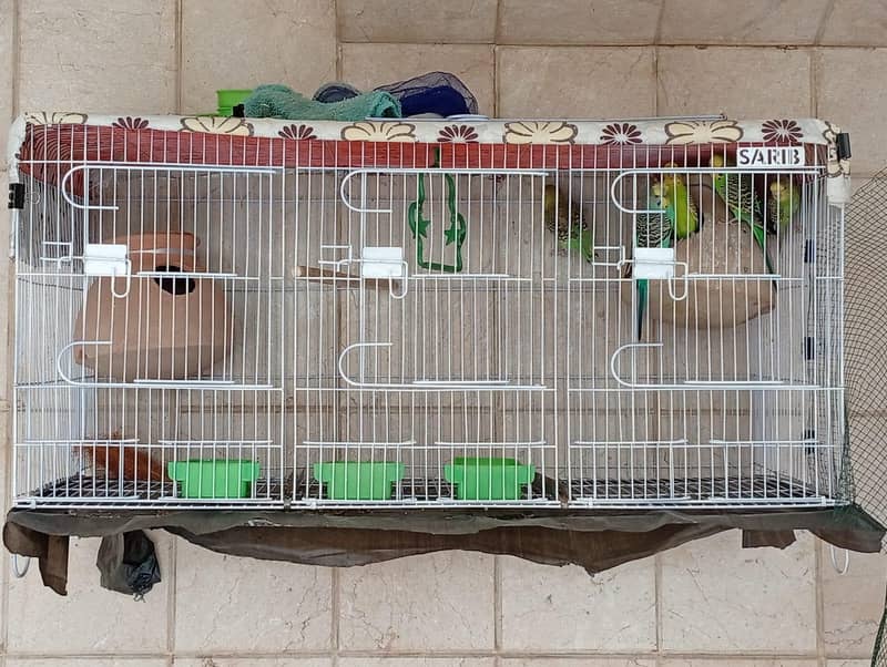 undersize split redeye pair with chicks and cage 5