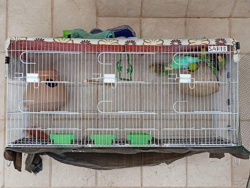 undersize split redeye pair with chicks and cage 6