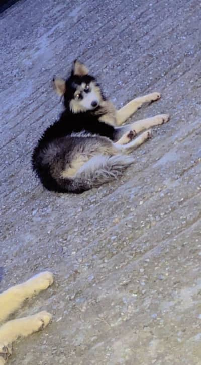 Siberian husky