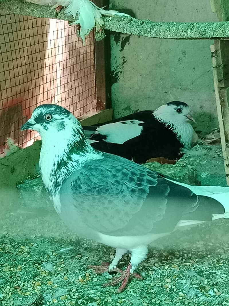 fancy pair 1