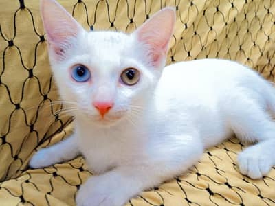 cat on sell