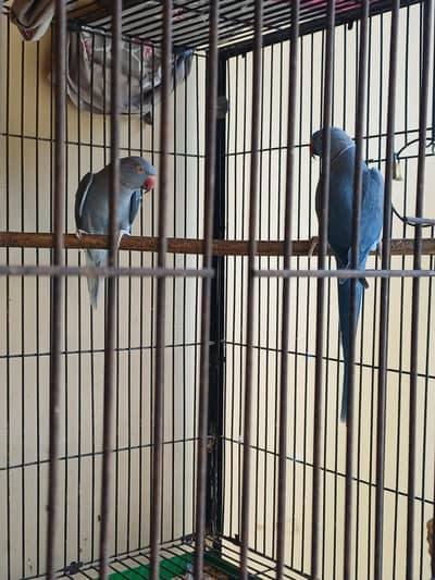 Ringneck Breeder pairs for sale
