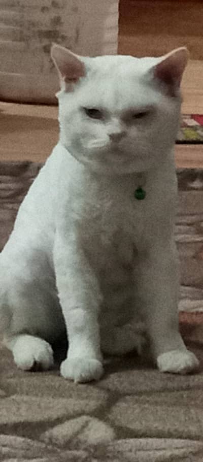 Persian male cat for sale