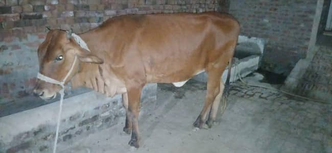 Female calf
