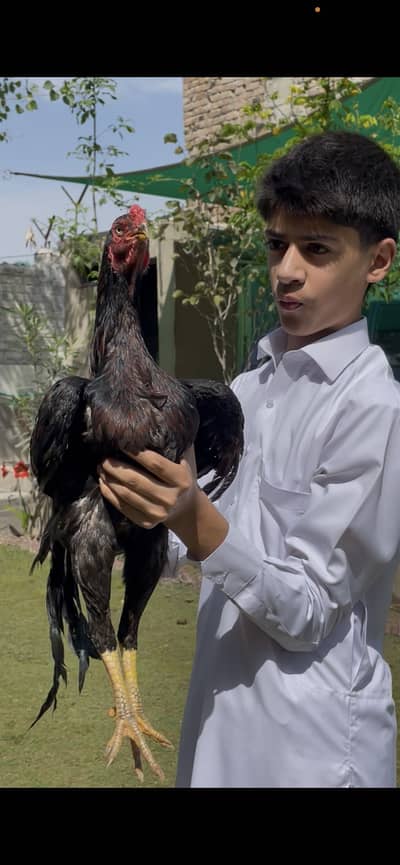 Argentina parrot beak