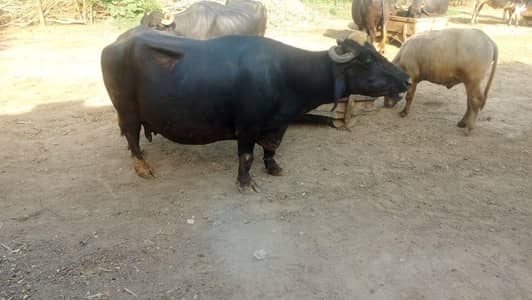 Pregnant Buffalo 2nd Calving 5-10 days