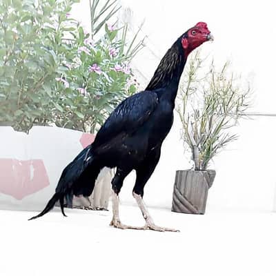 aseel murgh for sale