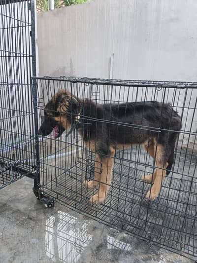 German shepherd puppy for sale