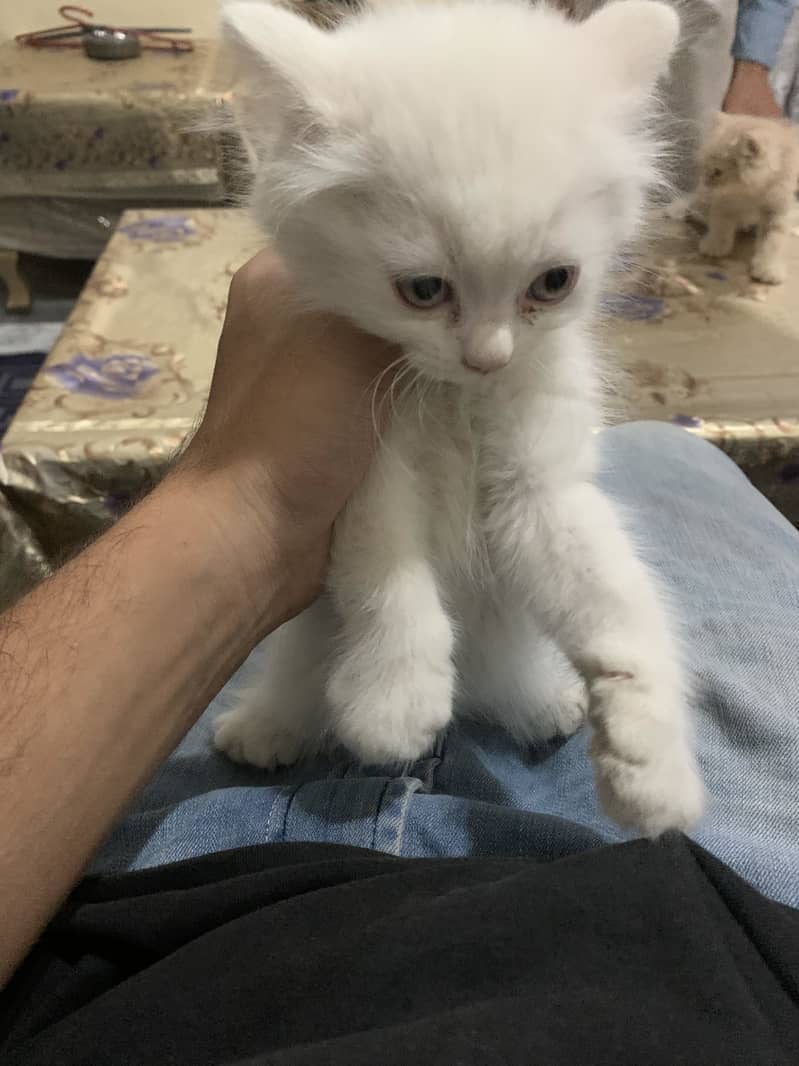 Persion cat 0