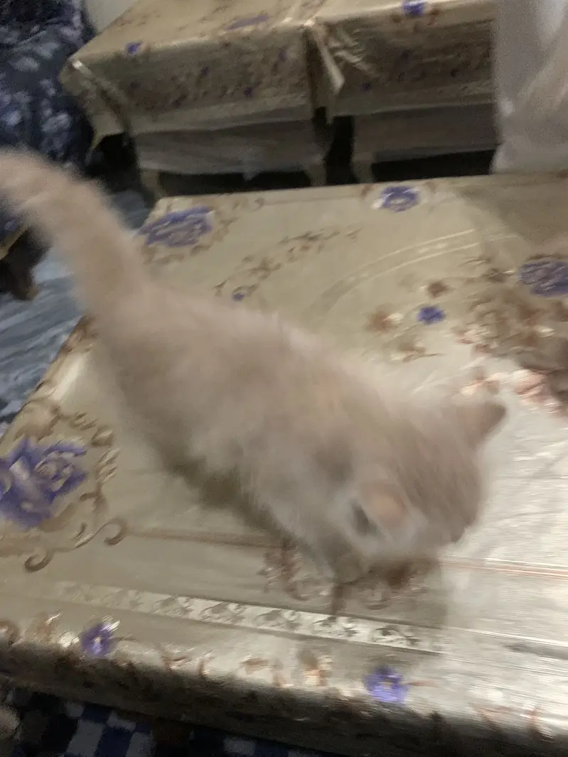 Persion cat — photo 2