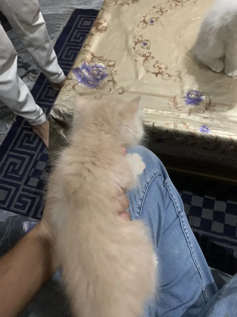 Persion cat — photo 7