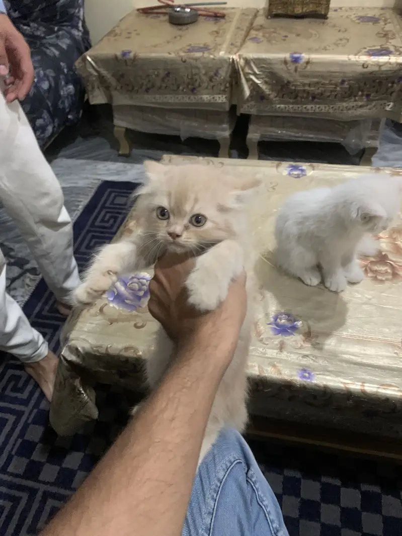 Persion cat — photo 8