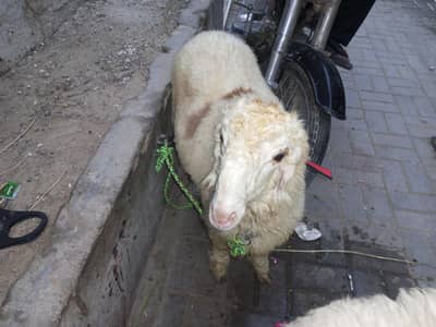 2dumbay hain ek larkana or ek kharay ka