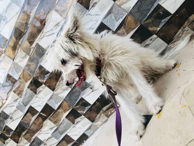 highland white terrier westie dog available in Pakistan
