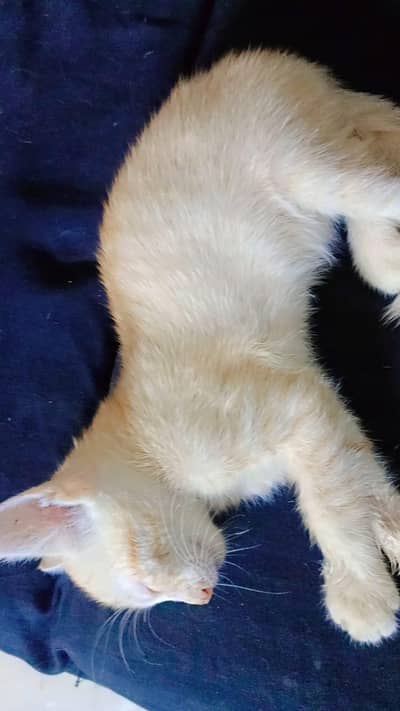 Kitten for adoption.