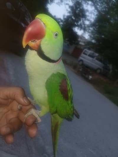 urgent sale