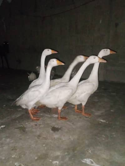 Longneck and hens