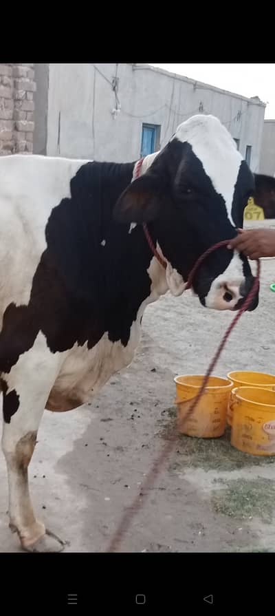 Frizian cow