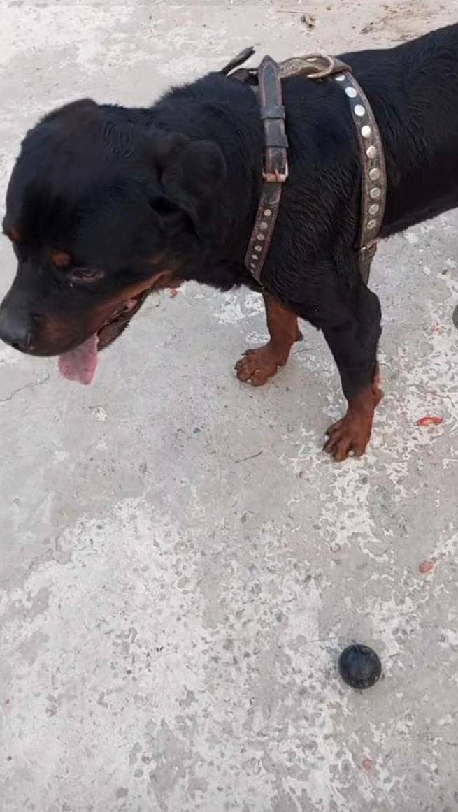Dog,s 1