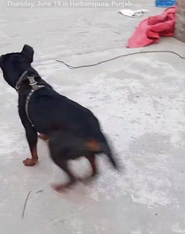 Dog,s 2