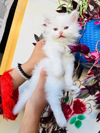 Petrion kittens | Triple coat kittens | Fluffy | Cat for sale