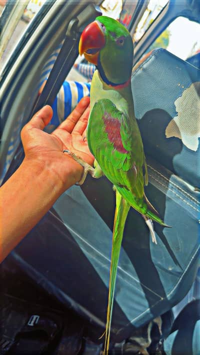 Kashmiri parrot 03147050071
