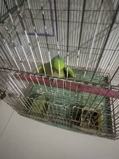 green parrot