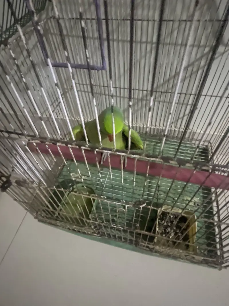 green parrot