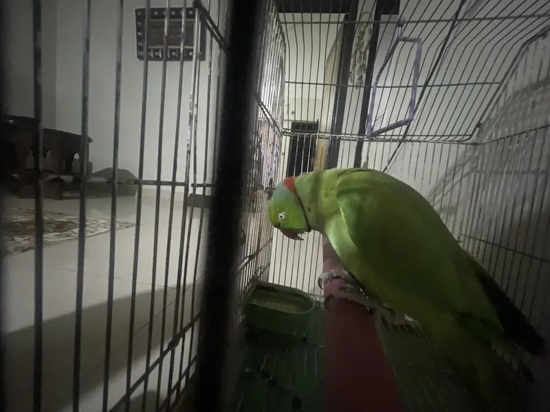 green parrot — photo 2