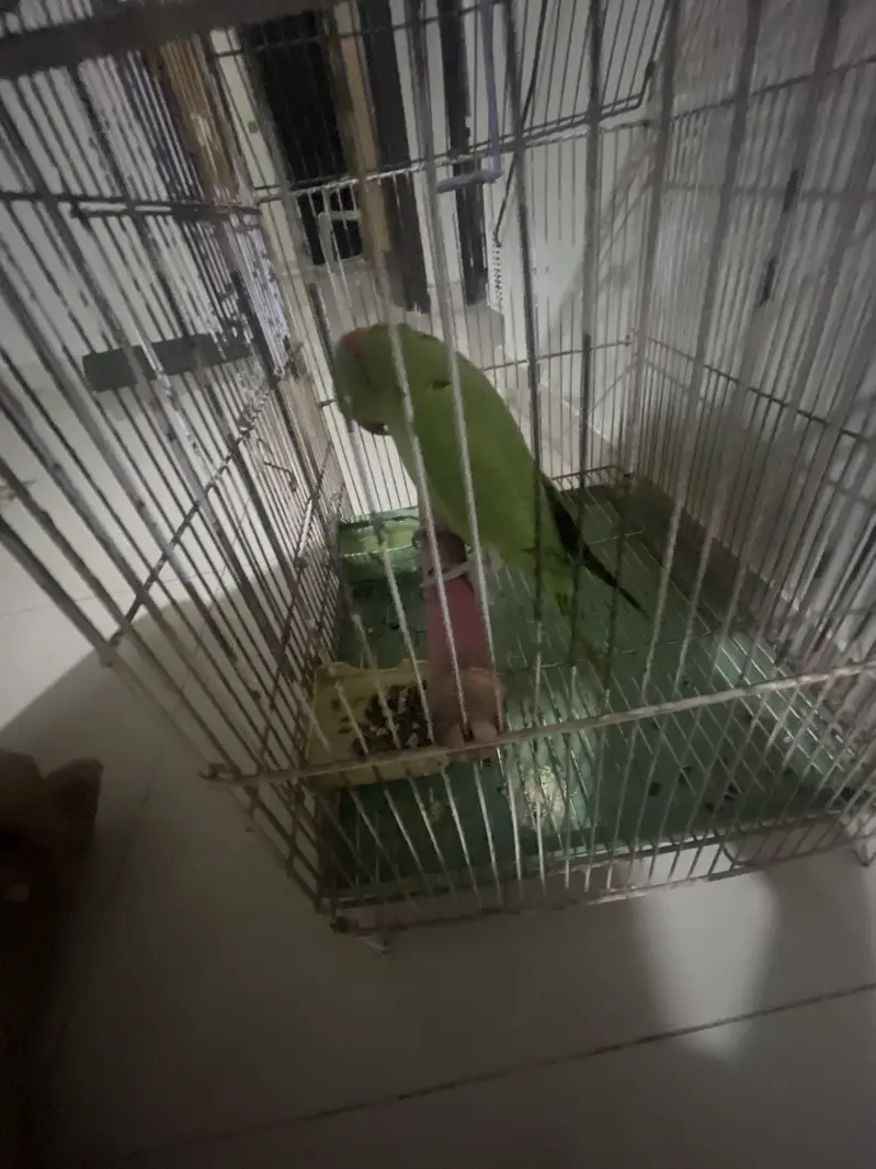 green parrot — photo 3