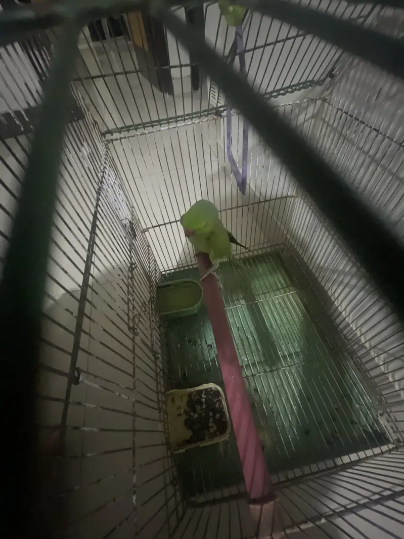green parrot — photo 4