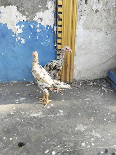 shamo chick's