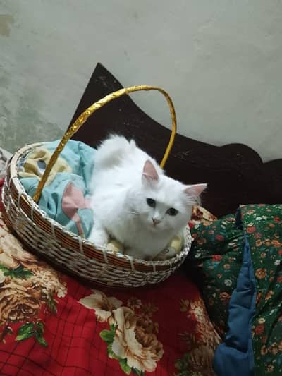 Persion Triple Coated Female Cat