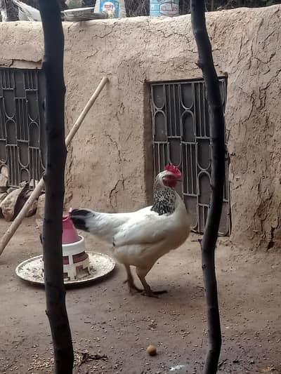 light Sussex hen for sale