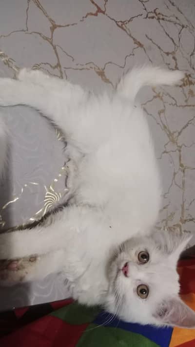 Persin kitten available for sale in okara