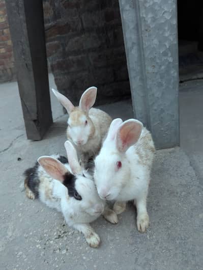 Red eyes pure white pair. and black white female rabbit