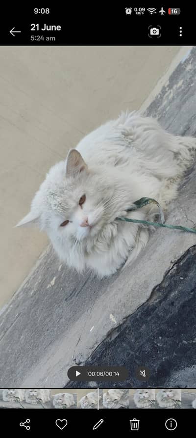 Perian Male Cat triple coated