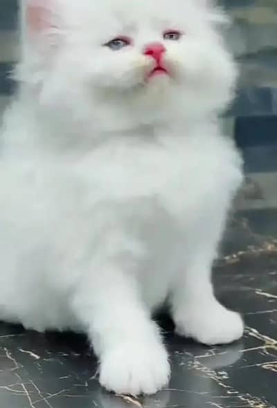 Persian cat for my sale my Watsap Number 03*09*37*11*428