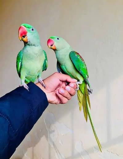 Kashmir Raw Paroot 8month age My WhatsApp Number 03296428873 for sale