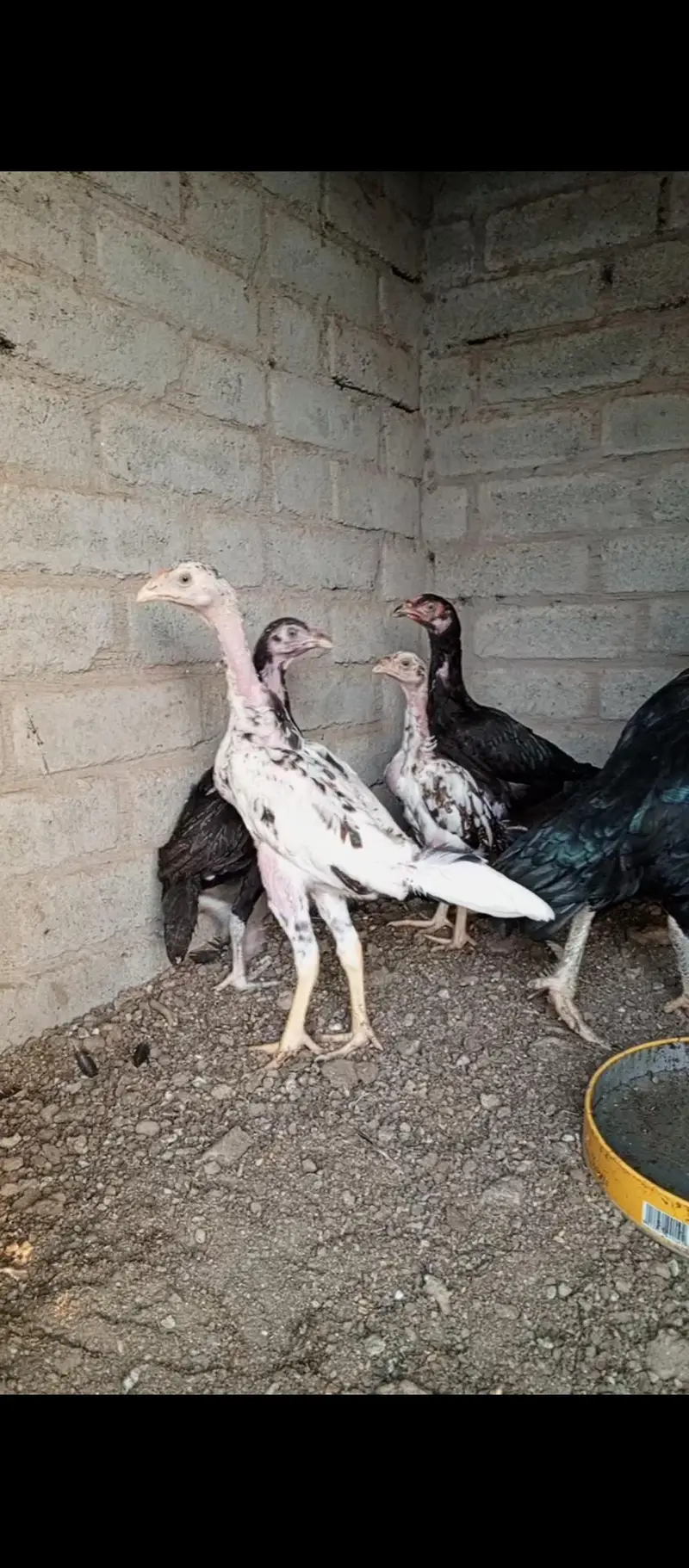 Aseel Shamo x Thai pathy pathiyan & eggs available — photo 3