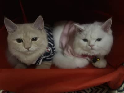 Cat sale