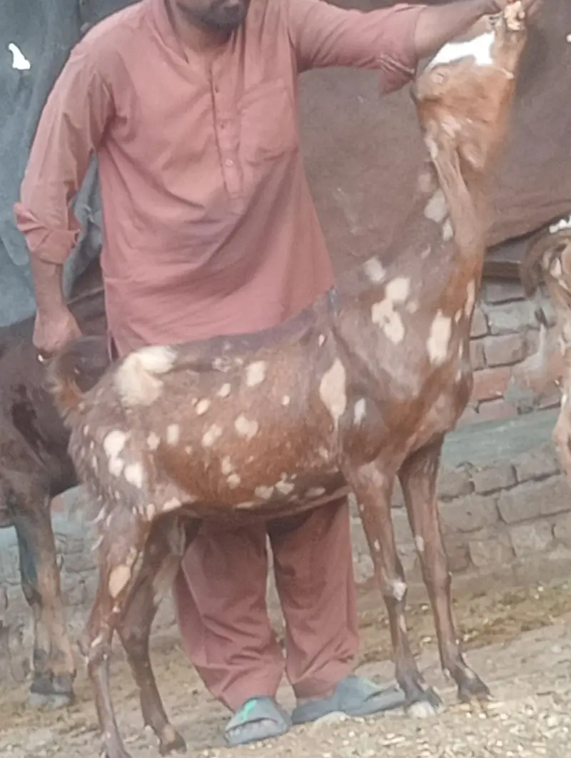 sheera print phat confram gaban phat sale
