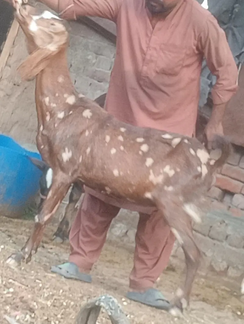 sheera print phat confram gaban phat sale — photo 7