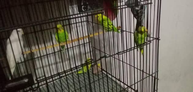 hogoromo split and one normal budgie pair