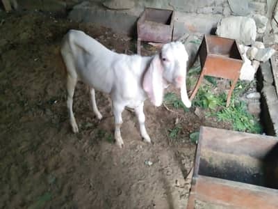 Rajan pure beetal gulabe bakra